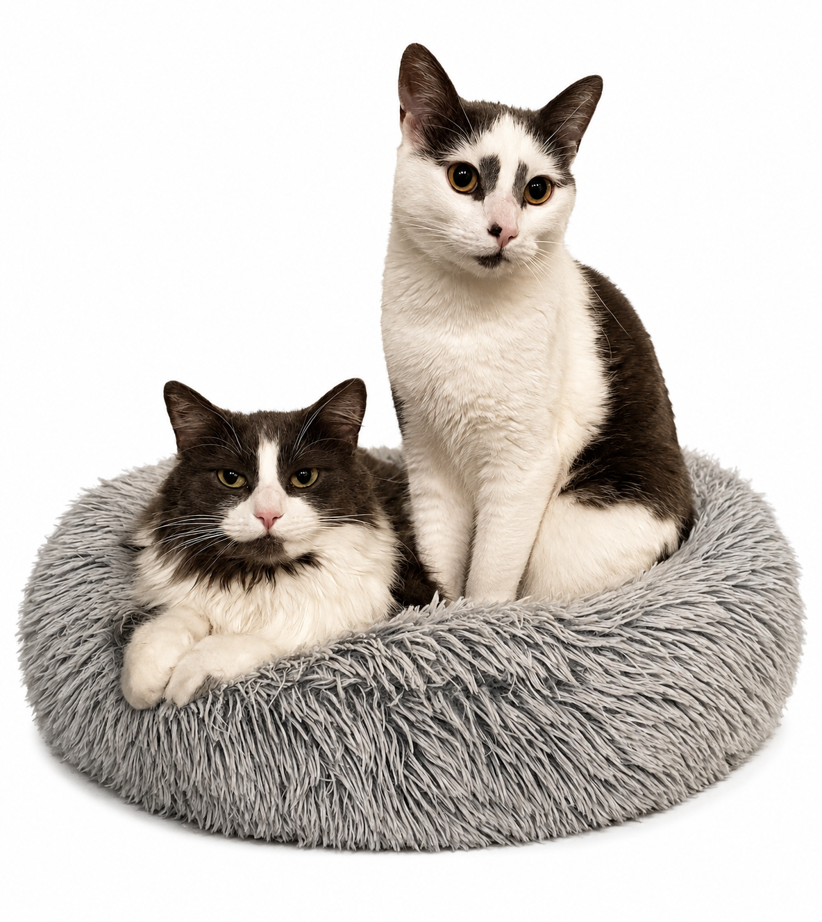 Fred and Jackie, the two cats behind My Cat Picks, posing together