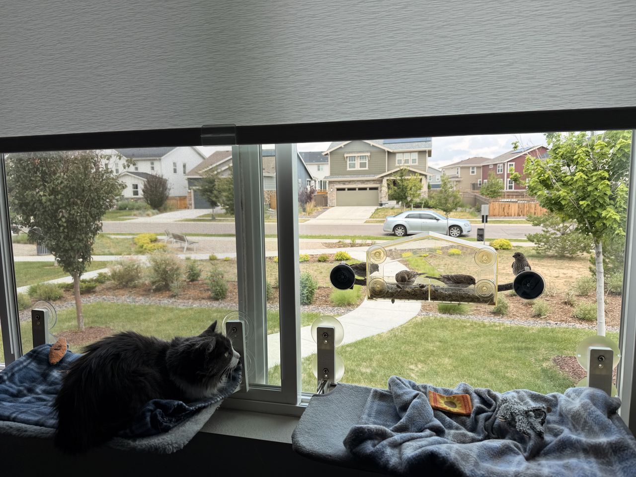 Window Bird Feeder ('Cat TV')