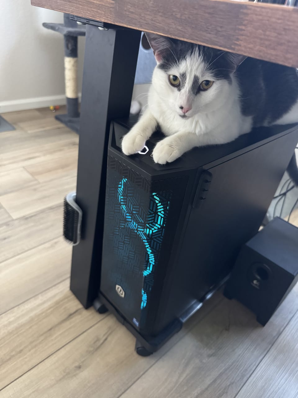 Fred, a mostly white cat, sprawled on top of a computer tower